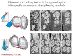 Interrelations of solitary cells and buds in taste epithelium.